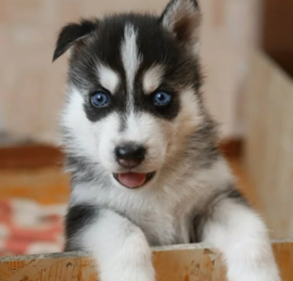 Pomsky Puppies For Sale - Pilesgrove Pups